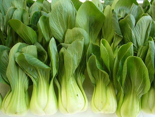 油麥菜